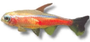 innesi gold (3 - 3,5 cm)
