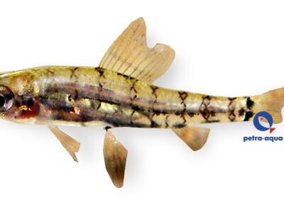 Odontocharacidium aphanes 1–2 cm