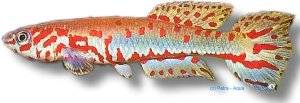 ndianum (3 - 4 cm)