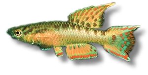 Red Aphyosemion (Aphyosemion bivittatum) 3–4 cm