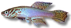Lyretail from Togo (Aphyosemion filamentosum) 3–4 cm