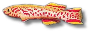 gardneri akure (3 - 4 cm)