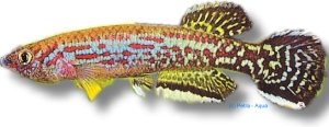 marmoratum (3 - 4 cm)