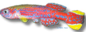 Azure Killie (Aphyosemion mirabile) 3–4 cm