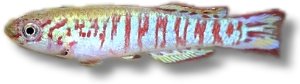 walkeri (3 - 4 cm)