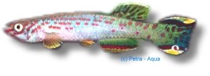 scheeli (3 - 4 cm)