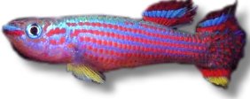 striatum (3 - 4 cm)