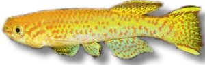gardneri gold (3 - 4 cm)