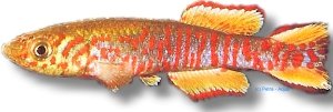 walkeri red (3 - 4 cm)