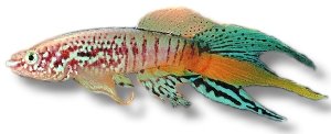 sjoestedti (6 - 7 cm)