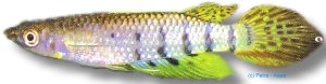 Singhalese Panchax (Aplocheilus dayi) 5–6 cm