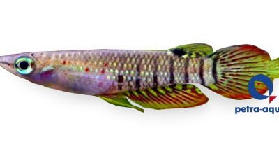 lineatus (4 - 5 cm)