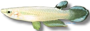 panchax (3 - 4 cm)