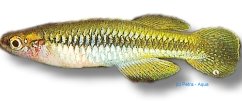 Lake Pampeye Pumilus (Aplocheilichthys pumilus) 3–5 cm