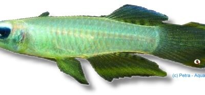 normani (2 - 3 cm)