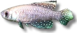 nigripinnis (2,5 - 4 cm)