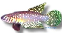 whitei (2,5 - 4 cm)