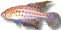 Feather-Fin Pearl Fish (Cynolebias constanciae) 2,5–5 cm