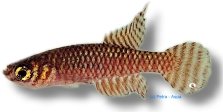 Ladiges' Gaucho (Cynolebias ladigesi) 2,5–5 cm