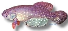 wolterstorffi (4 - 6 cm)