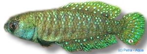 Afinis Pearl Fish (Cynolebias afinis) 3–4 cm
