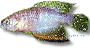heloplites (3 - 4 cm)