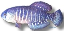 viarius (> 4 cm)