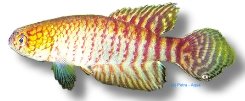 myerfi (3 - 4 cm)