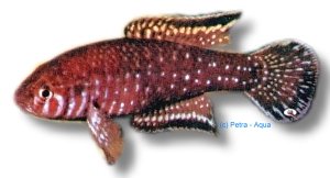 Brashnikov's Lyretail (Cynolebias boitonei) 3–4 cm