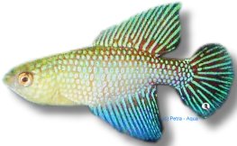 Flumiantis Pearl Fish (Cynolebias fulminantis) 3–4 cm