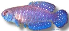 Alexandri|s Pearl Fish (Cynolebias alexandri) 3–4 cm