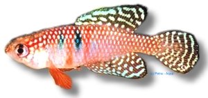 magnificus (2,5 - 3 cm)