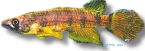 Berkenkamp's Epiplatys (Epiplatys ansorgii) 3–5 cm