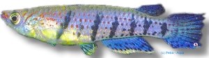 grahami (3 - 4,5 cm)