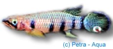 Spotted Panchax Red (Epiplatys dageti red) 3–5 cm
