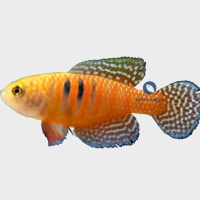 picturatus (3 - 4 cm)