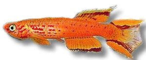 Hjerseni Lyretail Panchax (Aphyosemion australe hjersseni) 4–5 cm