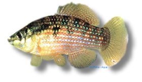 American Flagfish (Jordanella floridae) 2–3 cm