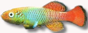 guentheri blue (2,5 - 3,5 cm)