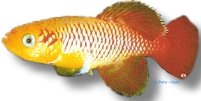 guentheri gold (2,5 - 3,5 cm)