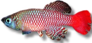 palmqvisti (2,5 - 3,5 cm)