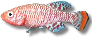 rachovii (2,5 - 3,5 cm)