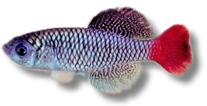 patrizii (2,5 - 3,5 cm)