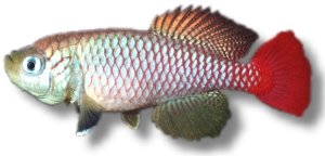 Foersch's Nothobranch (Nothobranchius foerschi) 2,5–3,5 cm