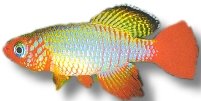 rubripinis (2,5 - 3,5 cm)