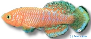 Kayuni|s Notho (Nothobranchius spec. kayuni) 2,5–3,5 cm