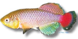 jubbi - jubbi (2,5 - 3,5 cm)