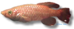 melanospilus (2,5 - 3,5 cm)
