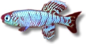 Egersi´s Notobranch (Nothobranchius egersi) 2,5–3,5 cm