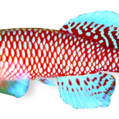 Nothobranchius kilomberoensis 2,5–3,5 cm